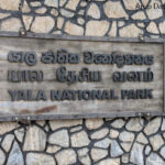 Yala National park